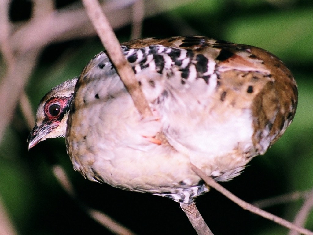 Birds of South East Asia