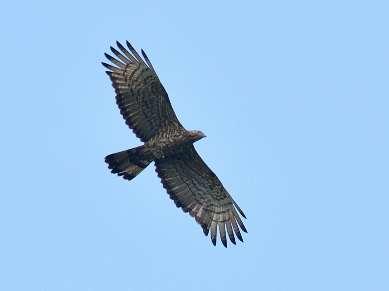 Birds of South East Asia