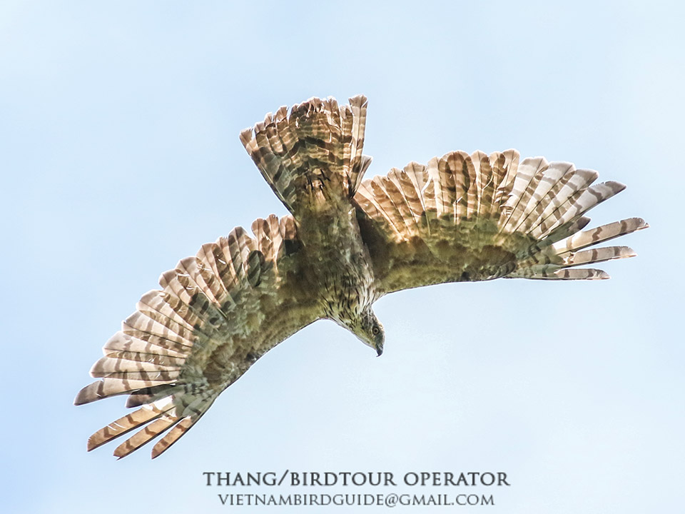 Birds of South East Asia