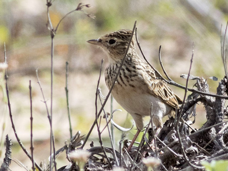 Birds of South East Asia
