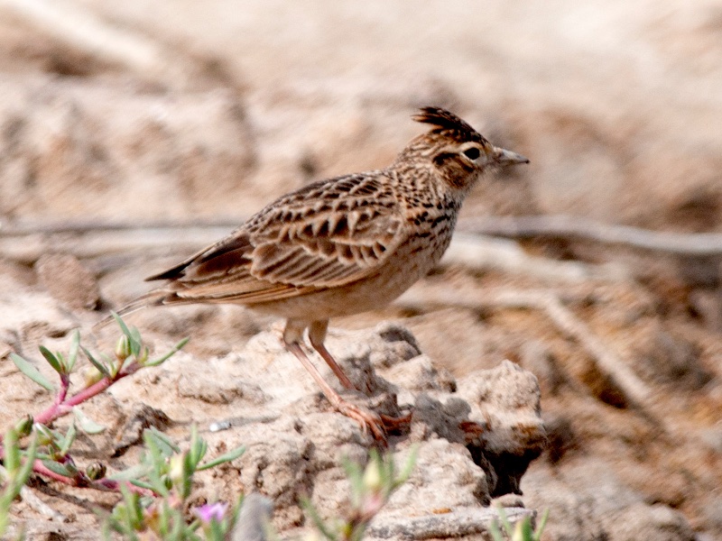 Birds of South East Asia