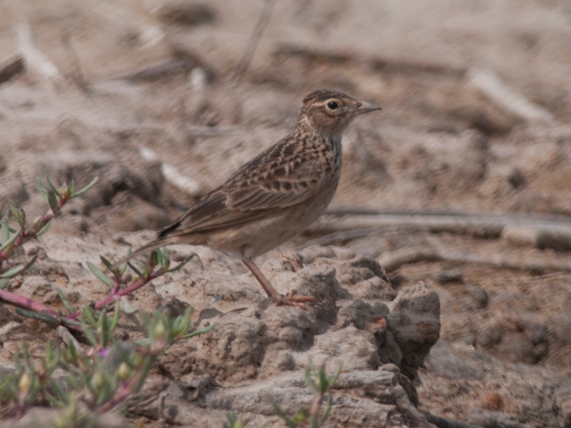Birds of South East Asia