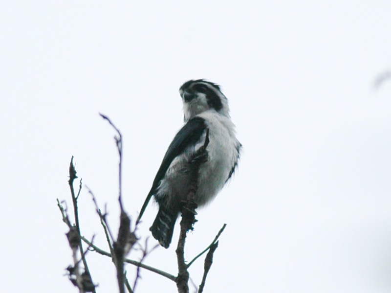 Microhierax melanoleucos