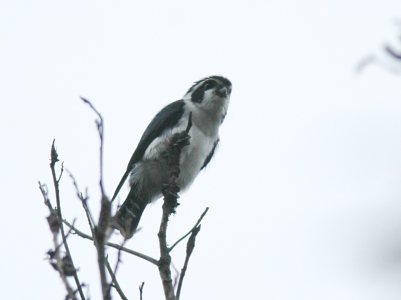 Birds of South East Asia