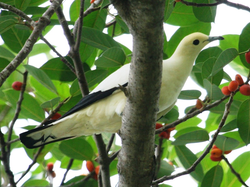 Ducula bicolor