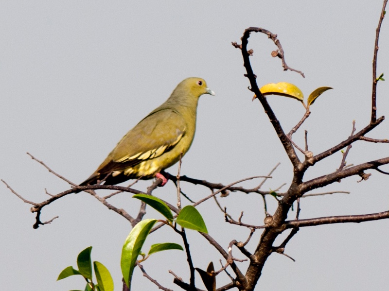 Birds of South East Asia