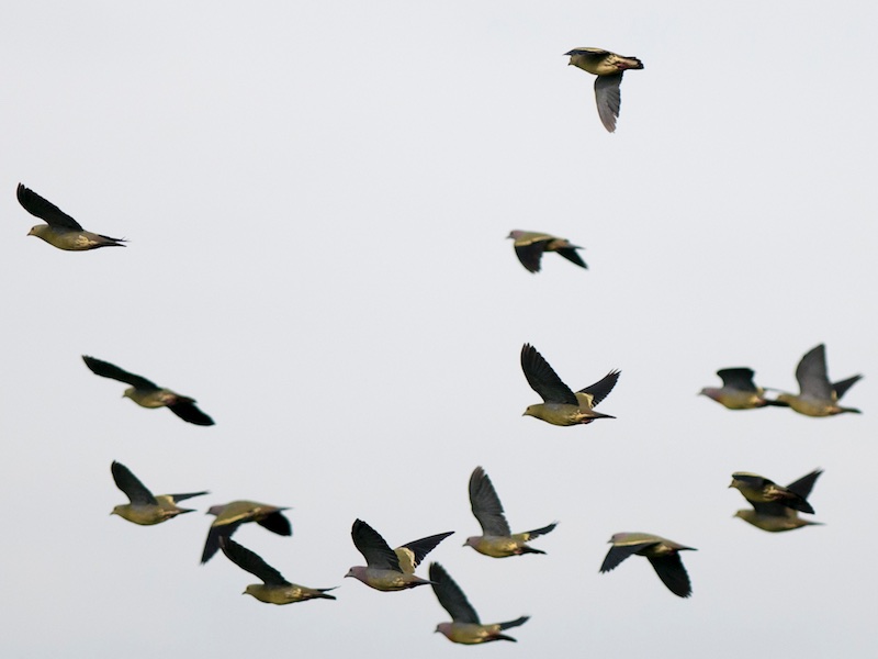 Birds of South East Asia