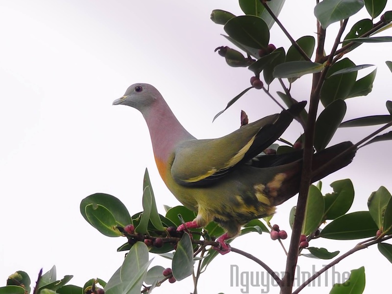 Birds of South East Asia