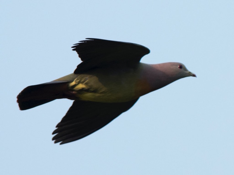 Birds of South East Asia