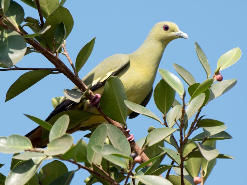 Birds of South East Asia