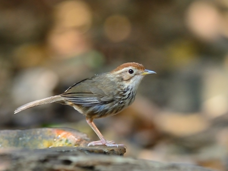Birds of South East Asia