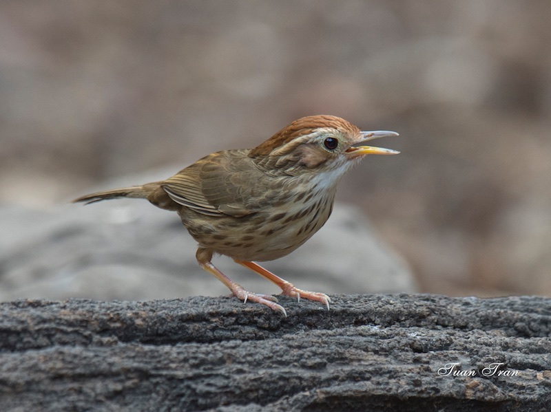 Birds of South East Asia