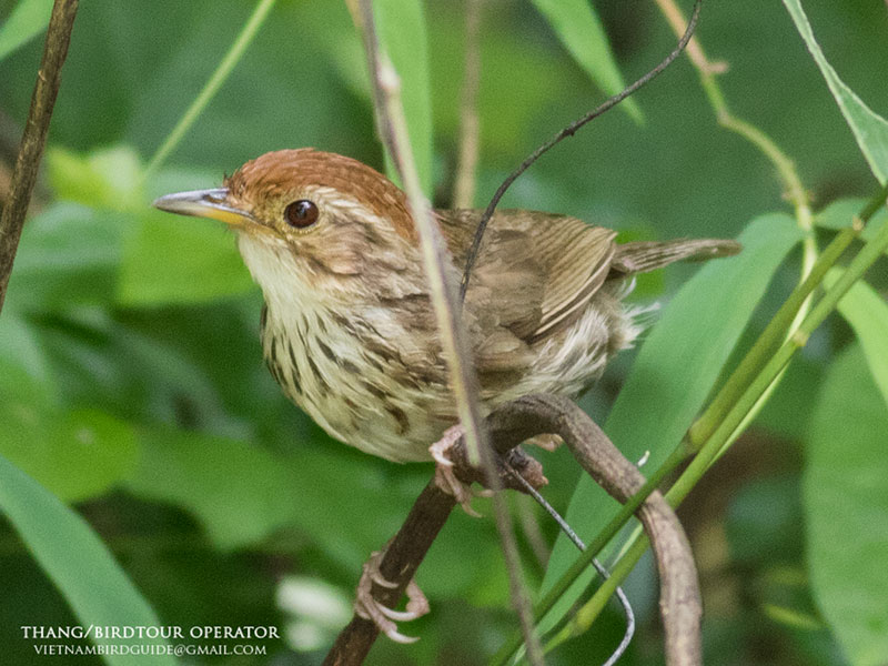 Birds of South East Asia