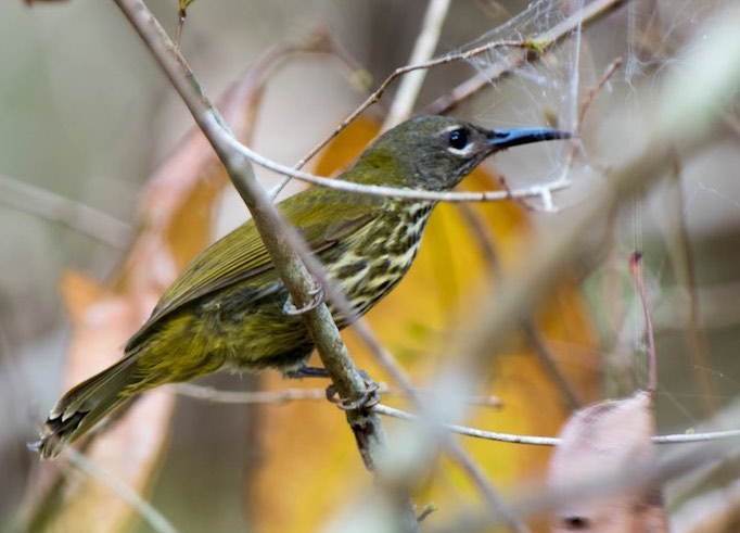 Birds of South East Asia