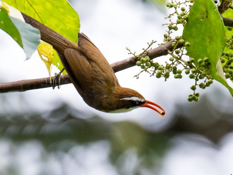 Birds of South East Asia