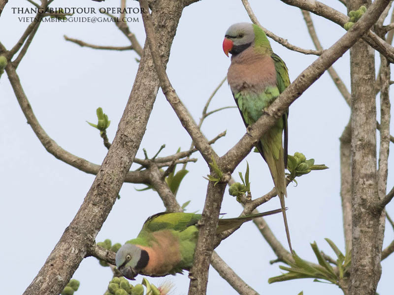 Birds of South East Asia