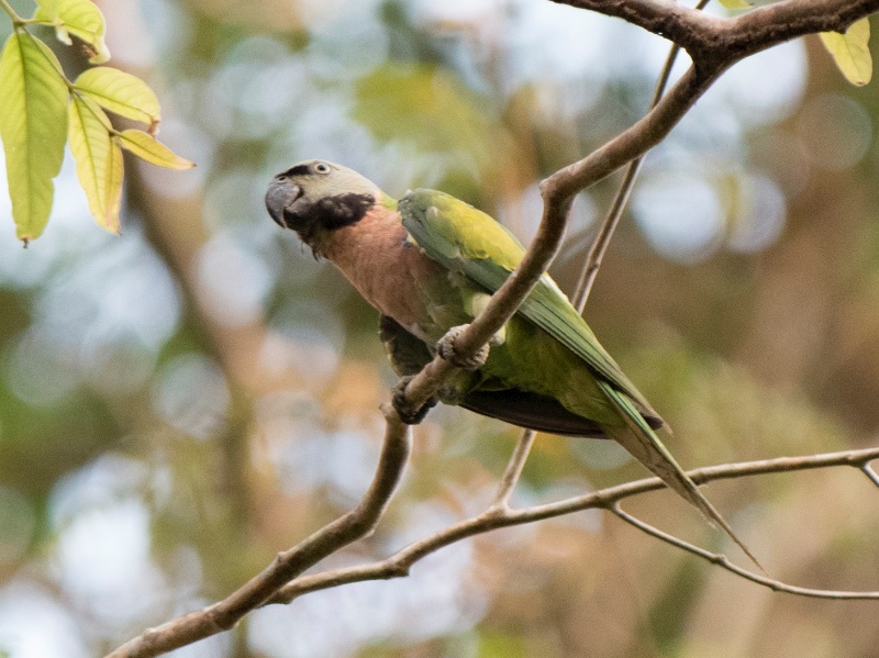 Birds of South East Asia