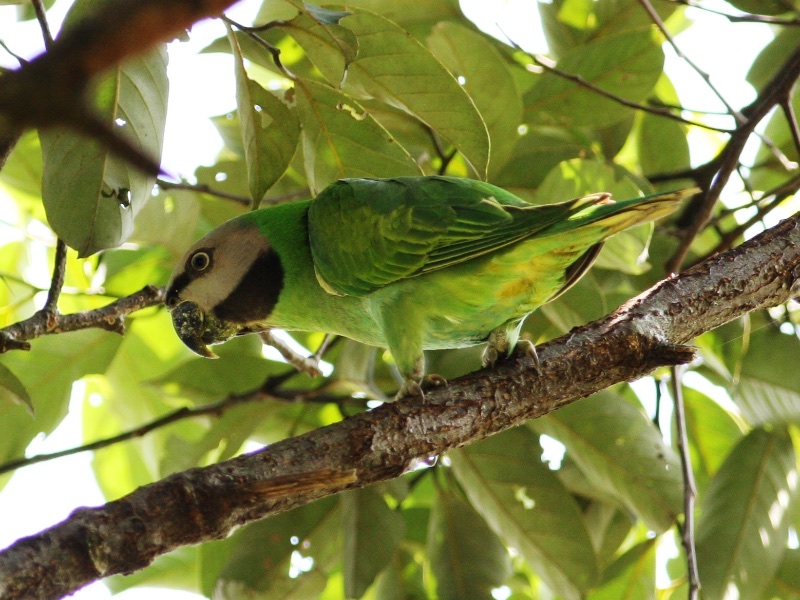 Birds of South East Asia