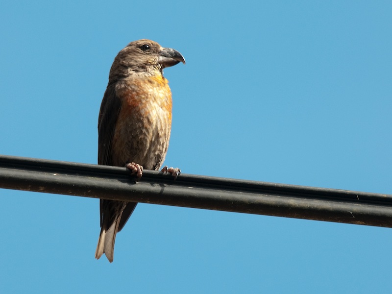 Birds of South East Asia
