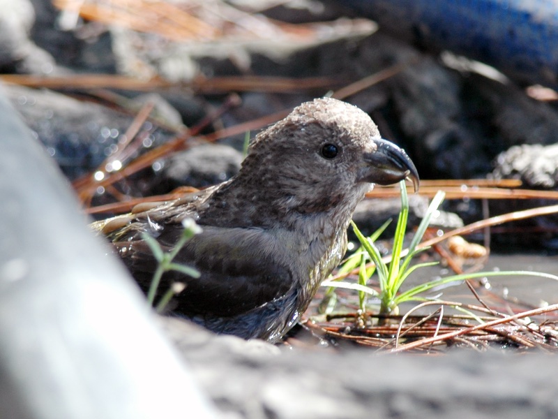 Birds of South East Asia
