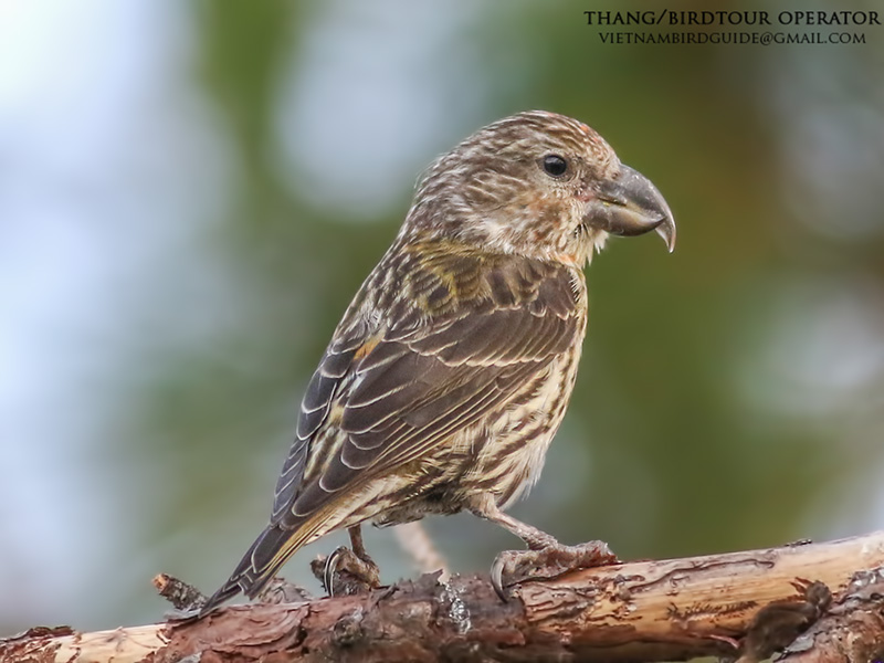 Birds of South East Asia