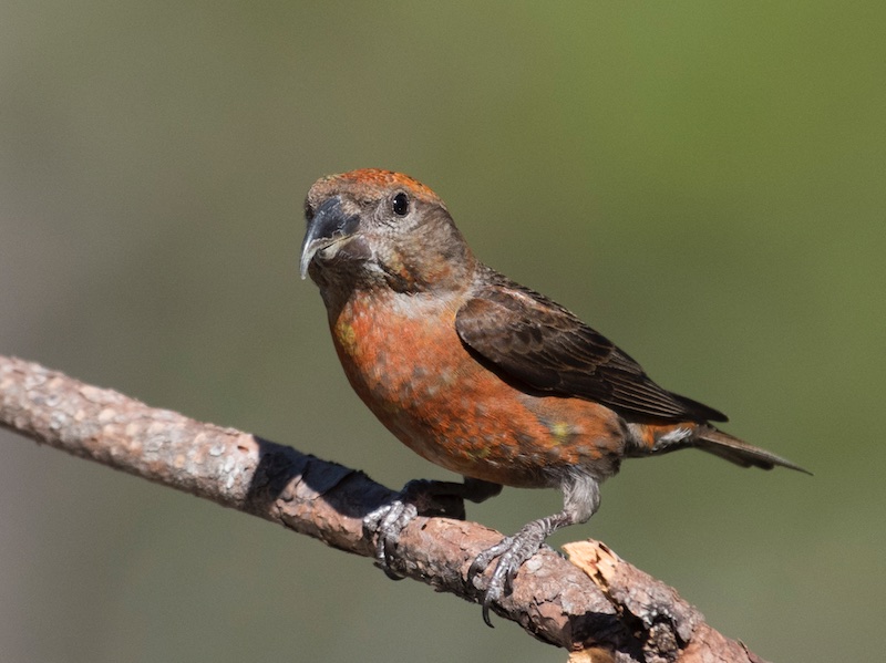 Birds of South East Asia