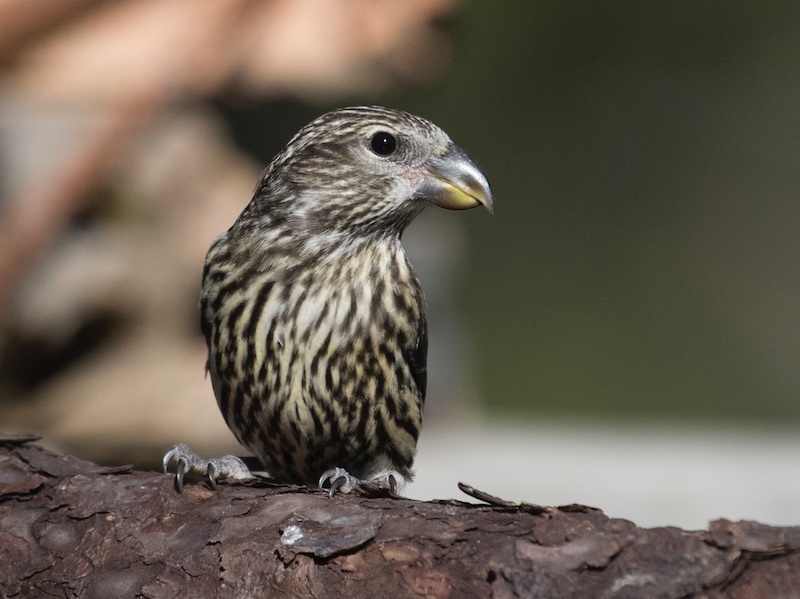 Birds of South East Asia