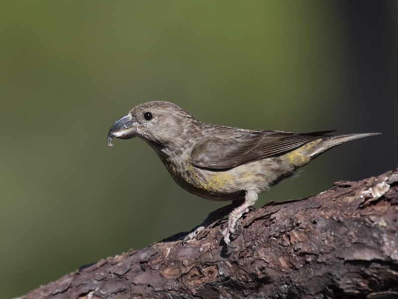 Birds of South East Asia