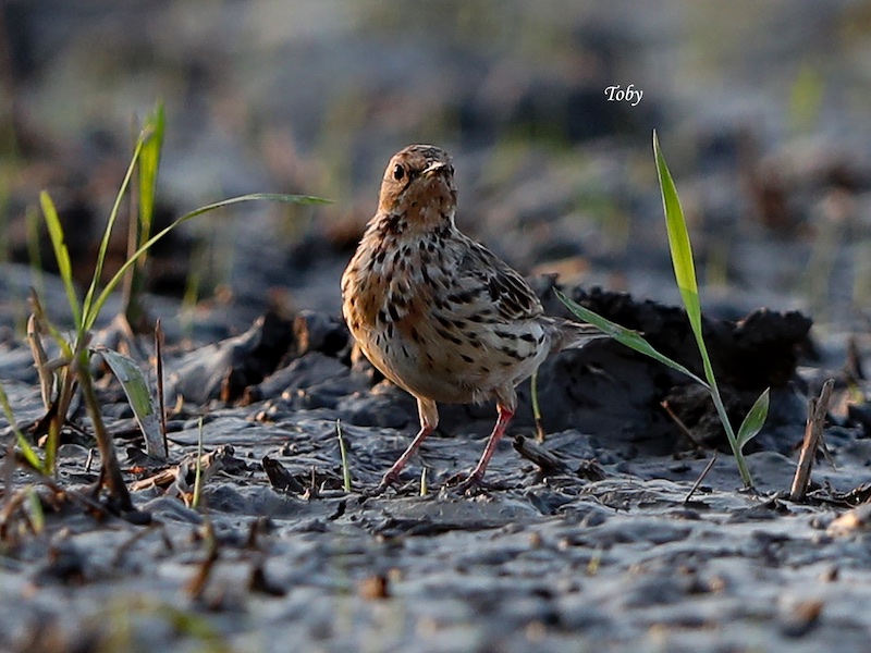 Birds of South East Asia
