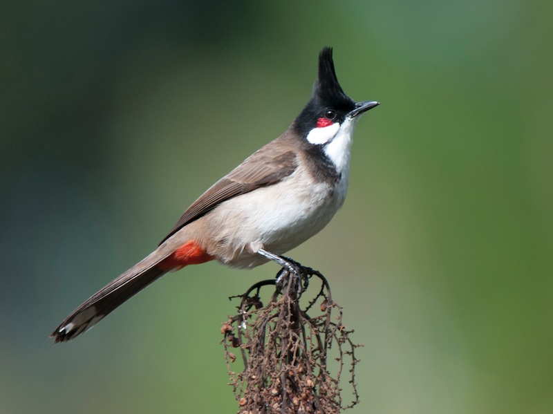 Birds of South East Asia