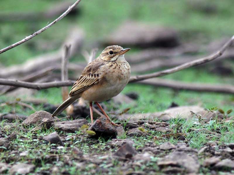 Birds of South East Asia