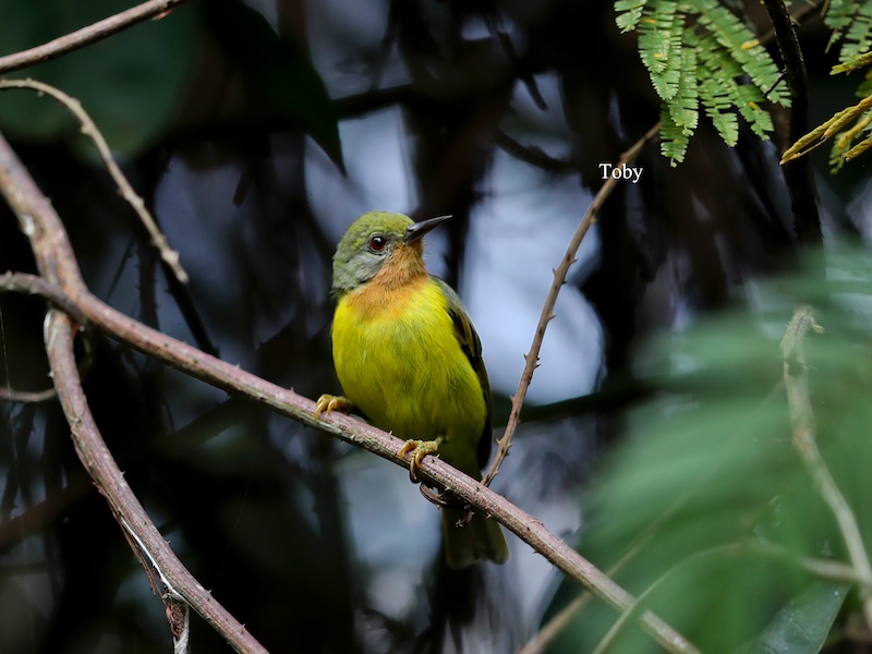 Birds of South East Asia