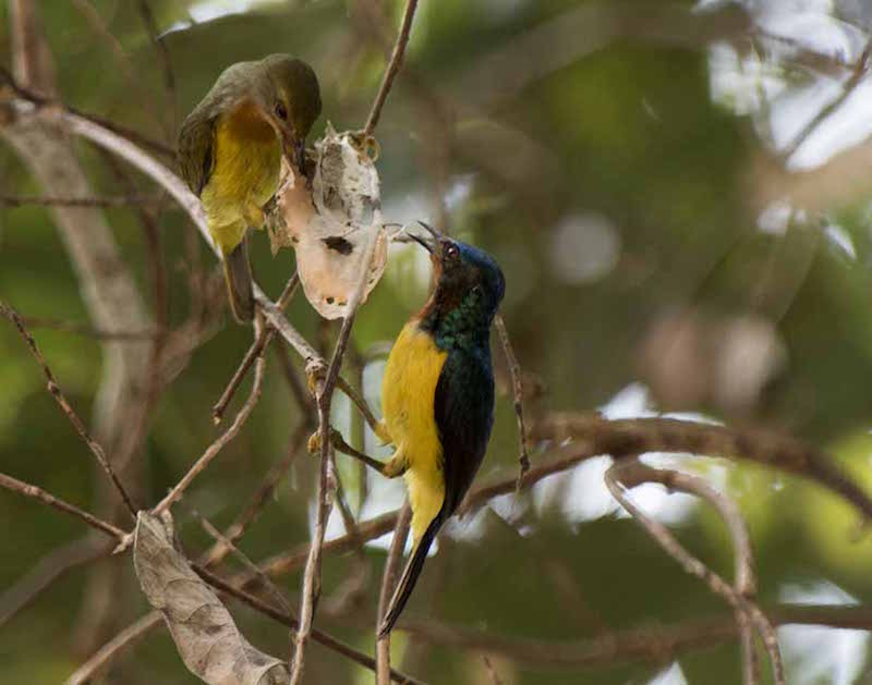 Birds of South East Asia