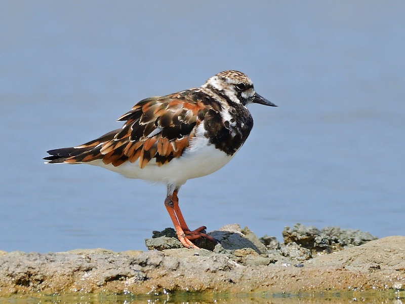 Birds of South East Asia