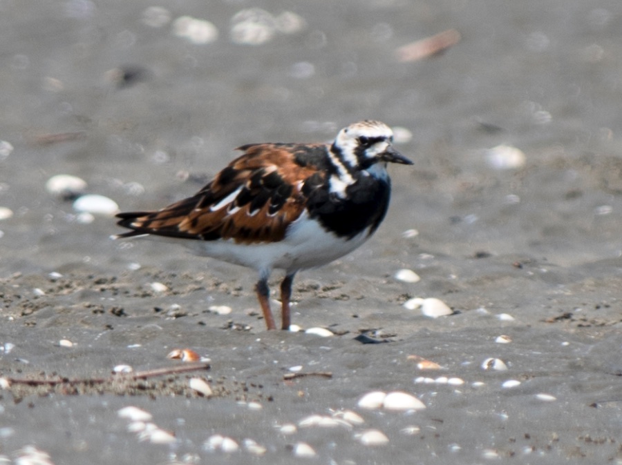 Birds of South East Asia