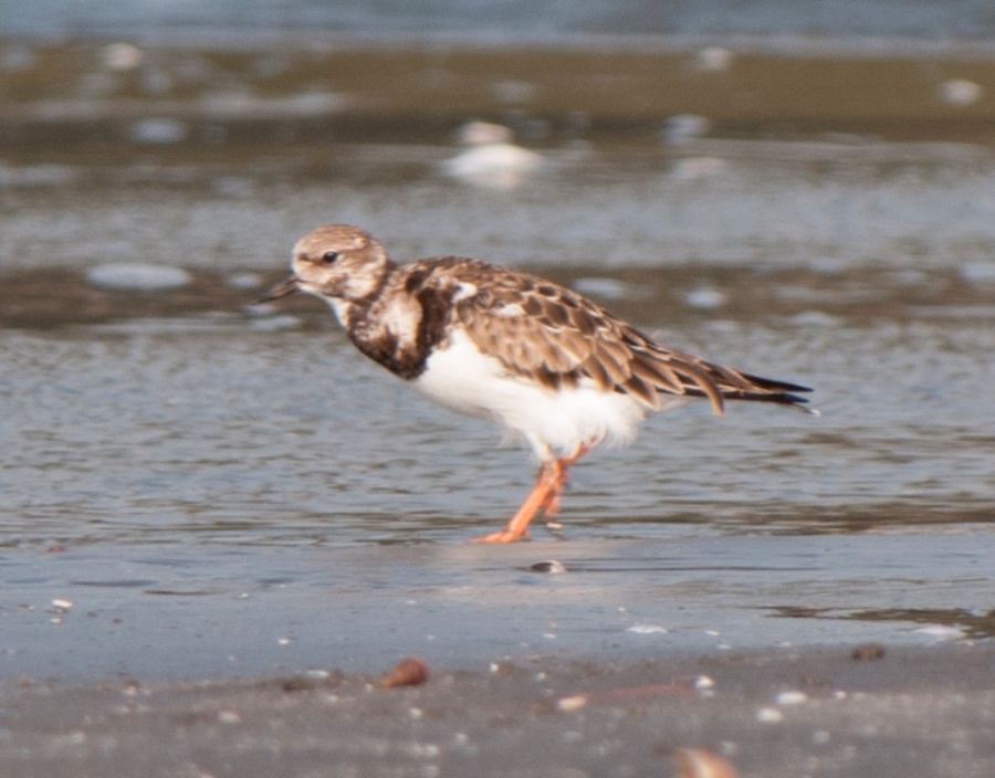 Birds of South East Asia