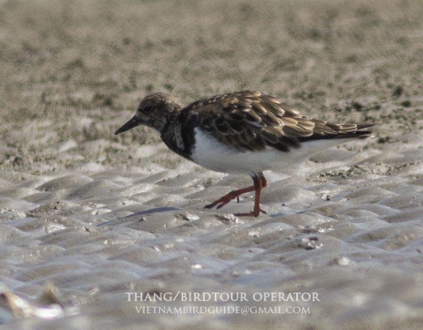 Birds of South East Asia