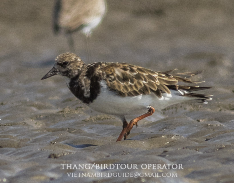 Birds of South East Asia