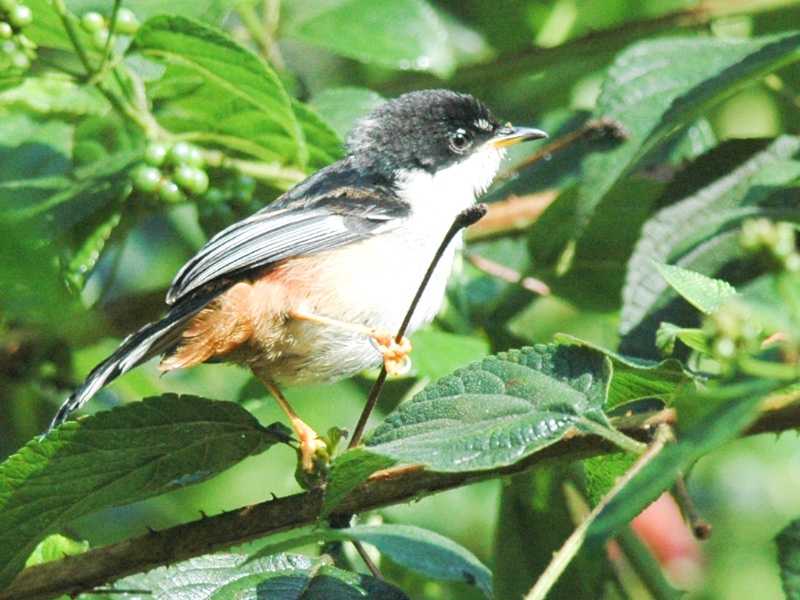 Birds of South East Asia