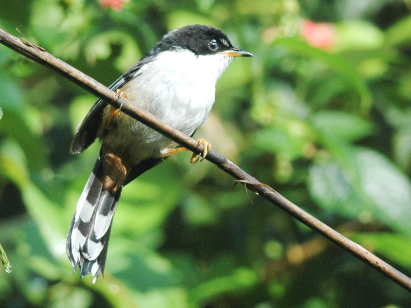 Birds of South East Asia