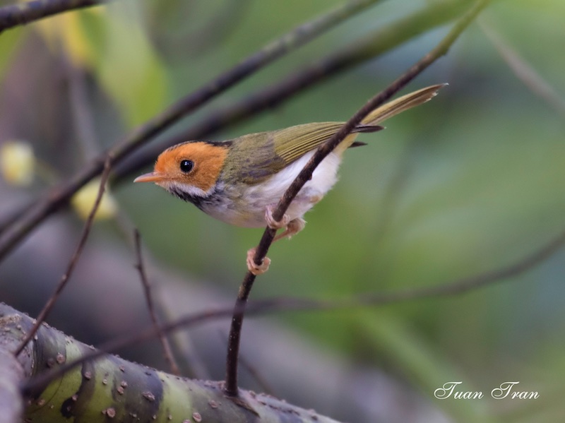 Birds of South East Asia