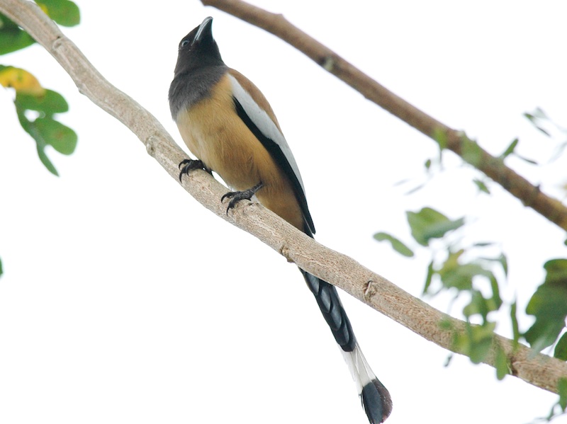 Birds of South East Asia