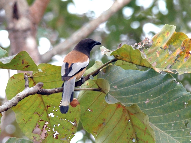 Birds of South East Asia