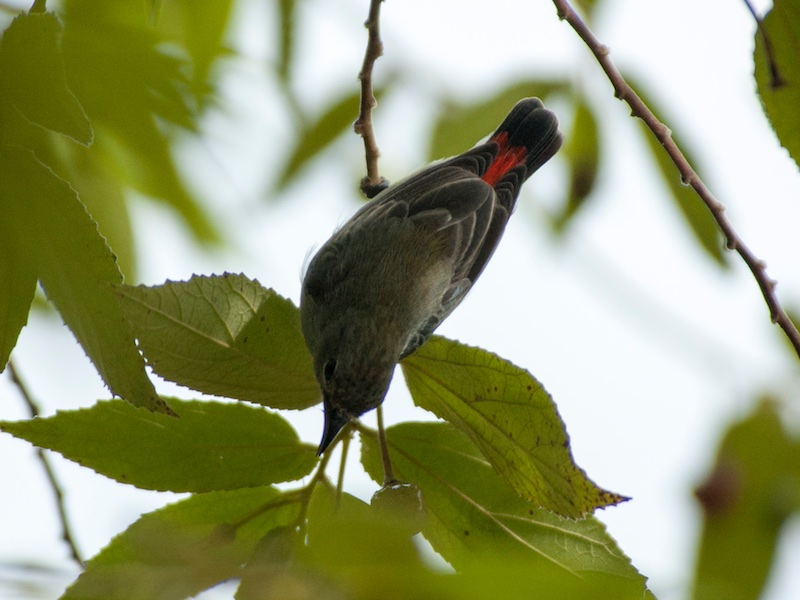 Birds of South East Asia