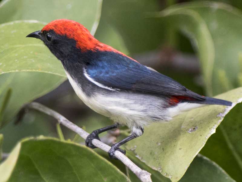 Birds of South East Asia