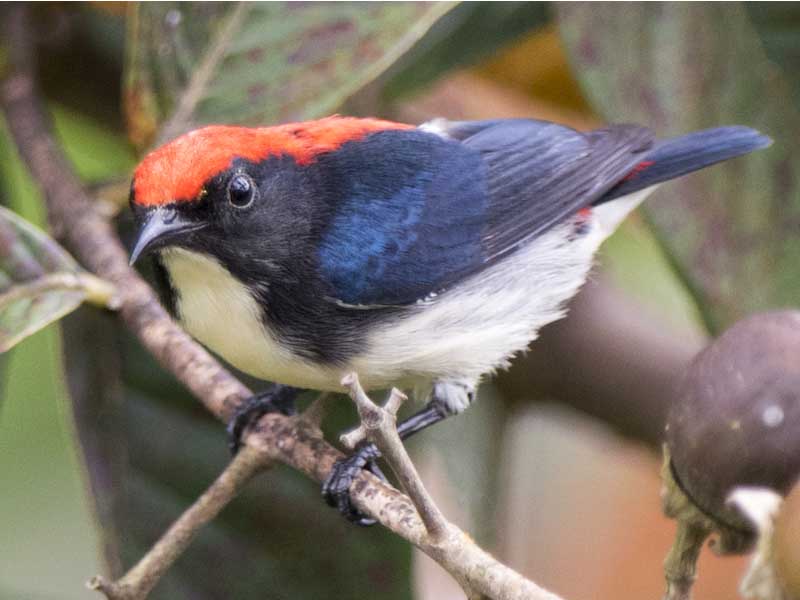 Birds of South East Asia