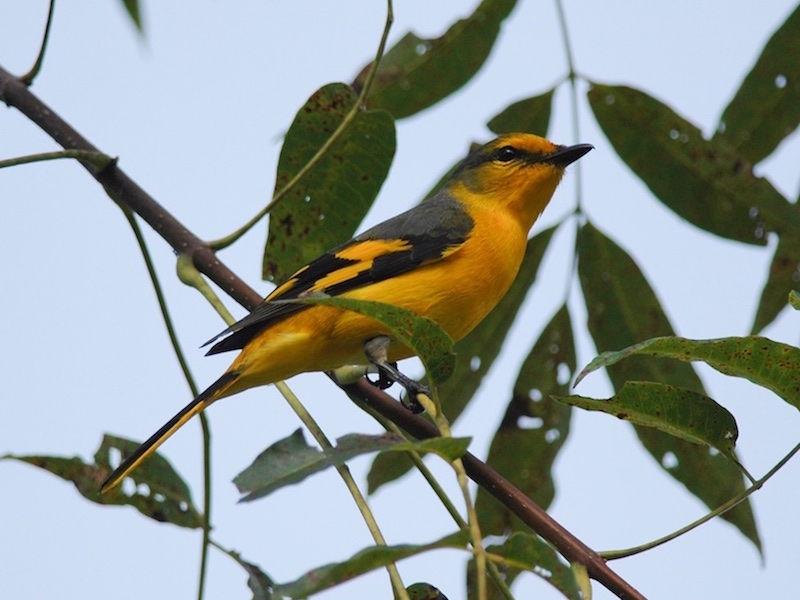 Birds of South East Asia