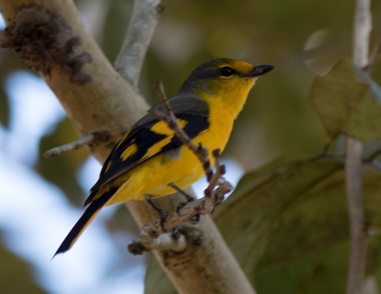 Birds of South East Asia