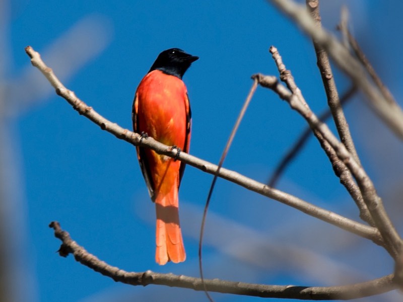 Birds of South East Asia