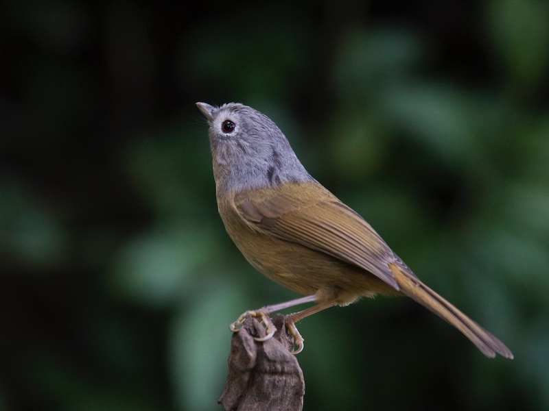 Birds of South East Asia